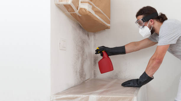 Professional Basement Mold Removal technician working in Cambridge, MA