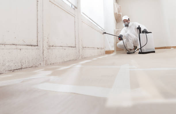 24/7 Emergency Basement Mold Removal experts in Cambridge, MA