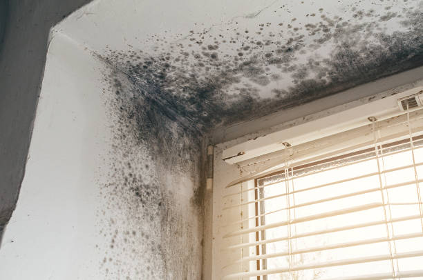 Affordable Basement Mold Removal solutions in Cambridge, MA
